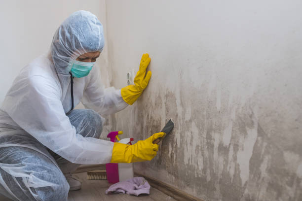 Best Mold Damage Repair  in Alpena, MI