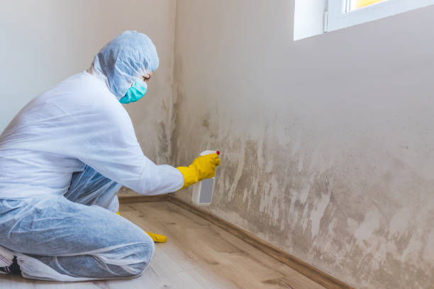 Crawl Space Mold Removal in Alpena, MI