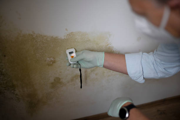 Professional Mold Removal in Alpena, MI