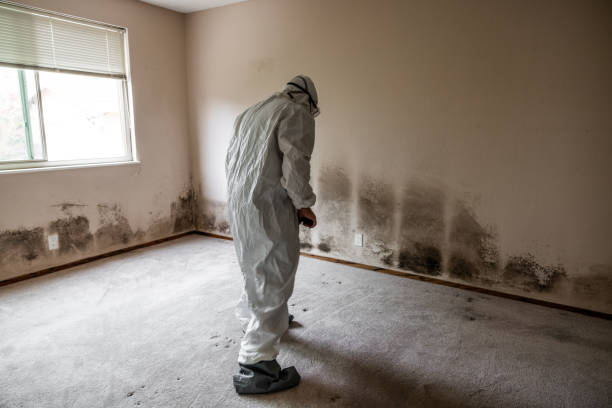 Home Mold Removal in Alpena, MI
