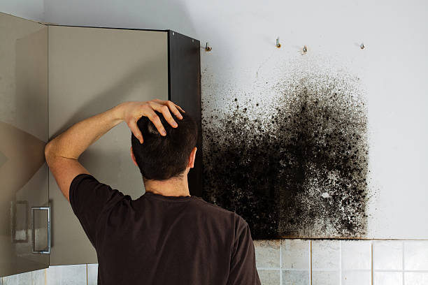 Best Crawl Space Mold Removal  in Alpena, MI