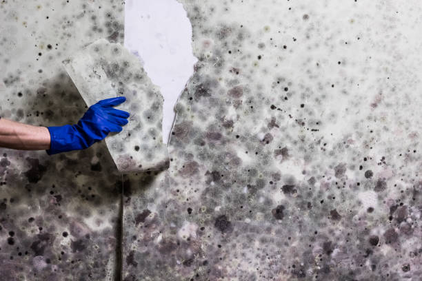 Best Emergency Mold Removal  in Alpena, MI
