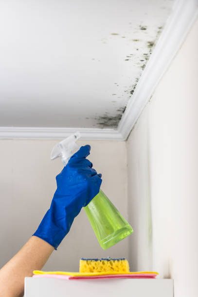 Best Commercial Mold Removal  in Alpena, MI